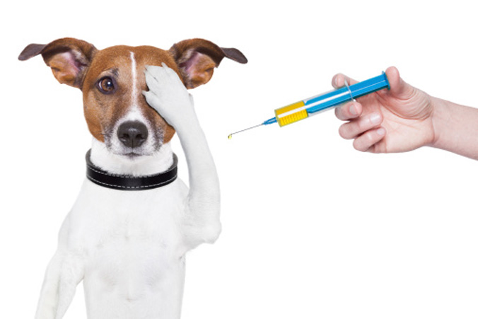 Dog with needle
