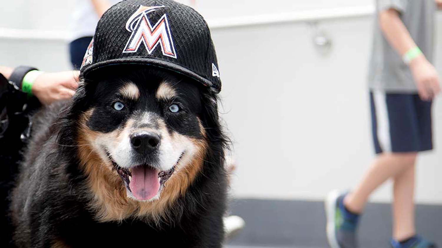 'Bring Your Dog to 'Bark in the Park' with the Miami Marlins
