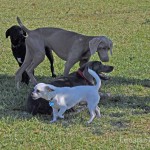 The Dogs are Crazy about the Gary B. Jones Dog Park 12
