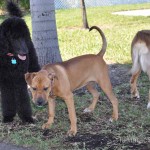 The Dogs are Crazy about the Gary B. Jones Dog Park 25