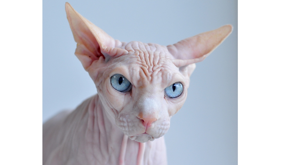 Sidney the Sphynx Cat Warms the Hearts of His Owners
