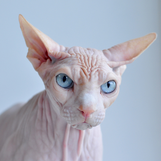 Sidney the Sphynx Cat Warms the Hearts of His Owners 1