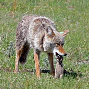 Coyote Kills Family Pet in Tamarac Community 2