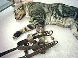 cat-in-leg-hold-trap