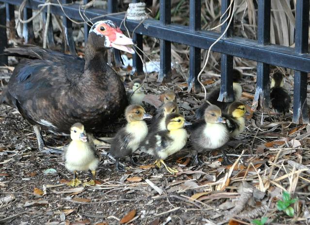 Broward Sheriff Fire Rescue Saves a Dozen Ducklings