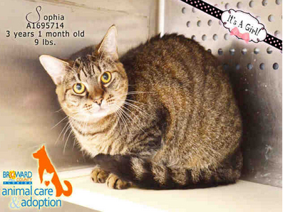 SOPHIA - ID#A1695714 I am a spayed female, brown and tabby Domestic Shorthair. The shelter staff think I am about 3 years old. I have been at the shelter since Sep 10, 2014.