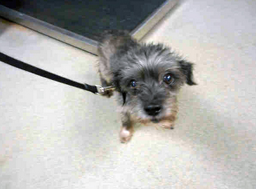 A1696938 I am a neutered male, black and gray Cairn Terrier. The shelter staff think I am about 6 years old. I have been at the shelter since Nov 22, 2014. 