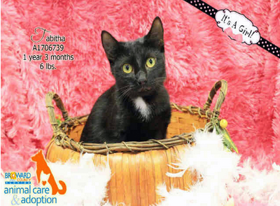 TABITHA - ID#A1706739 I am a spayed female, black Domestic Shorthair. The shelter staff think I am about 1 year and 4 months old. I have been at the shelter since Oct 12, 2014.