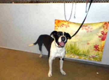 KANE - ID#A1717194 I am an unaltered male, black and white American Staffordshire Terrier. The shelter staff think I am about 2 years and 0 months old. I have been at the shelter since Nov 25, 2014.