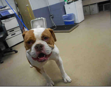ID#A1717395 I am a neutered male, tan and white American Bulldog. My age is unknown. I have been at the shelter since Nov 26, 2014. 