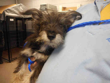 A1717569 I am an unaltered male, blk/tan Schnauzer - Miniature. My age is unknown. I have been at the shelter since Nov 29, 2014. 