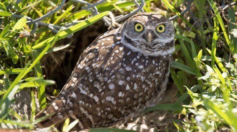 Burrowing Owls at the Sport Complex in Tamarac - Photo by Adam Baron