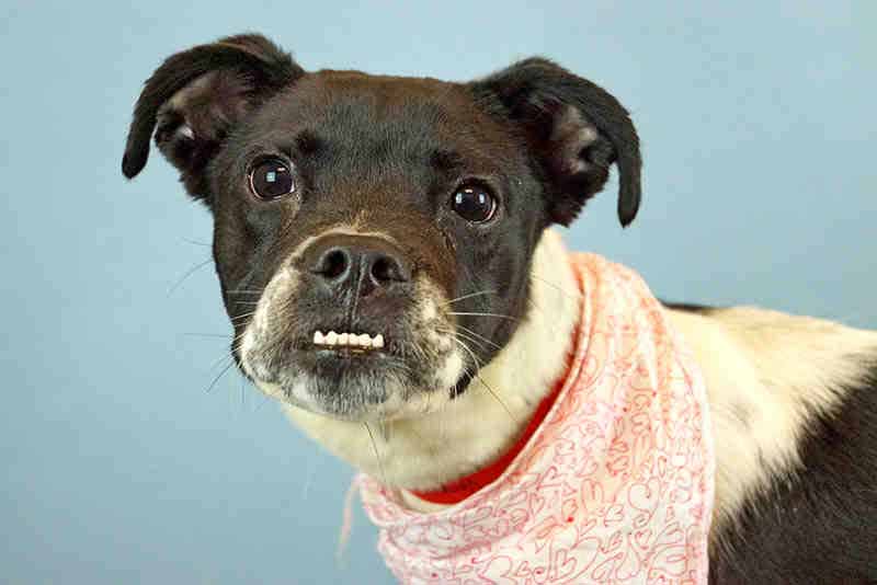 This is VIVIAN - ID#A508007 I am a spayed female, brown and white Boxer and Pointer. I weigh about 35 pounds. Please adopt me.