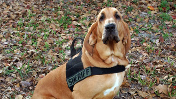 Sheriff Scott Israel Talks about Dogs on Patrol
