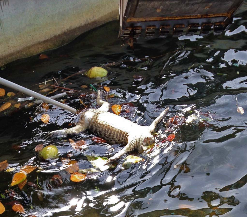 City of Tamarac removing alligator from canal.  Photo by David Corito.