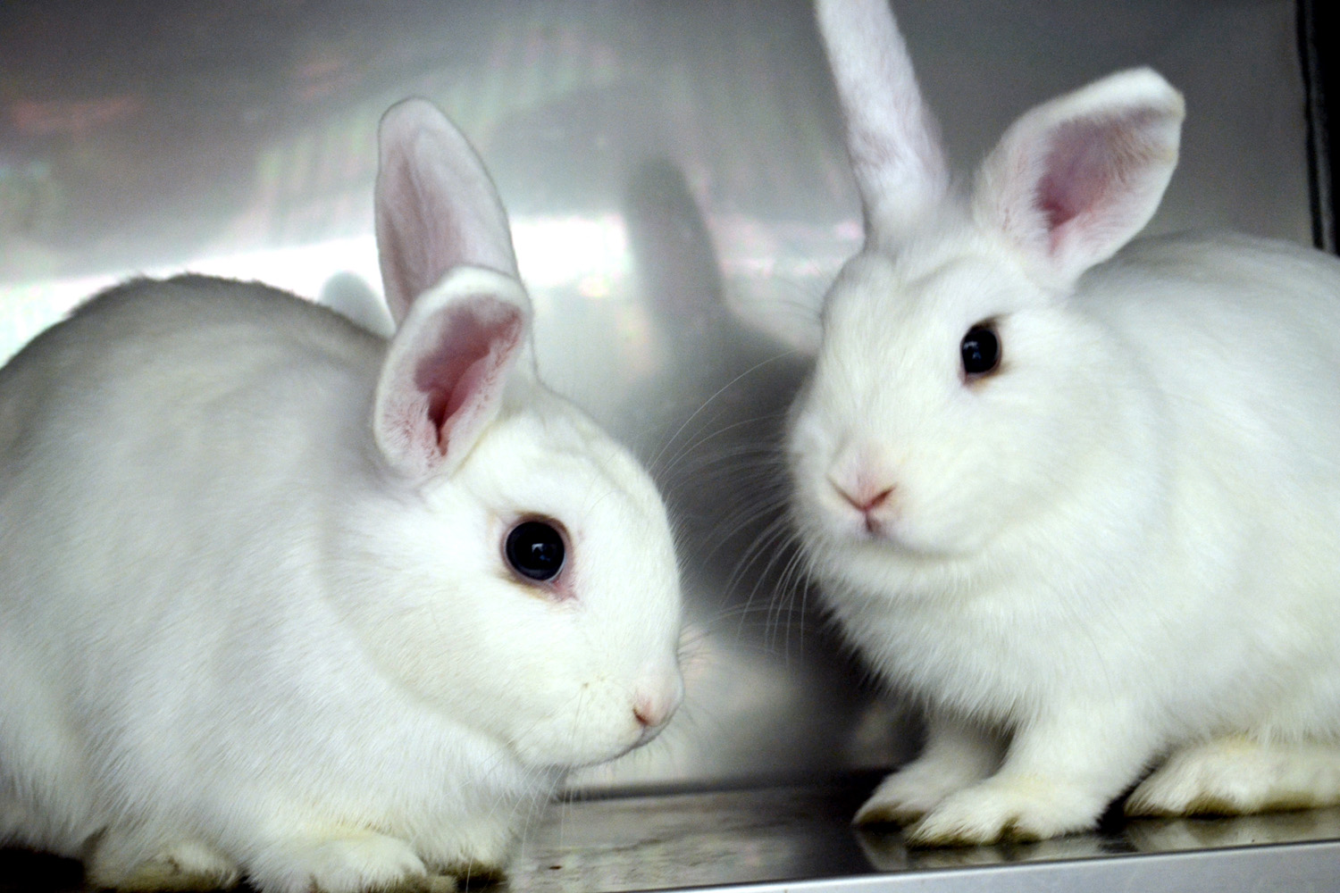 Hop Over to the Bunny Basics Workshop at the Humane Society 4