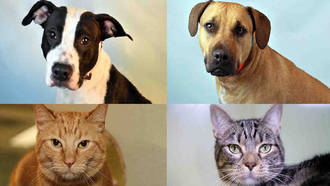 These Dogs and Cats Need Homes This Mother's Day 1