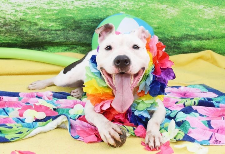 Meet Bonnie: She’s Available at Broward County Animal Care and Adoption 1