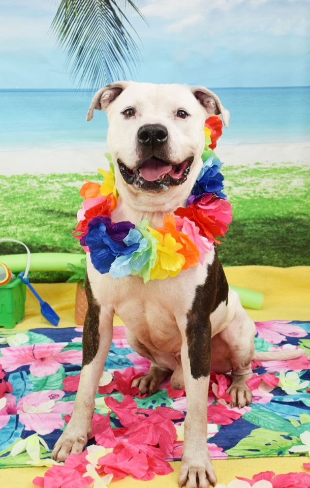 Meet Dennis: He’s Available at Broward County Animal Care and Adoption 1