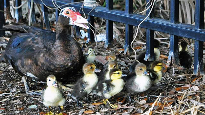 One City’s Duck Rescue Prompts Questions about Tamarac’s Policy