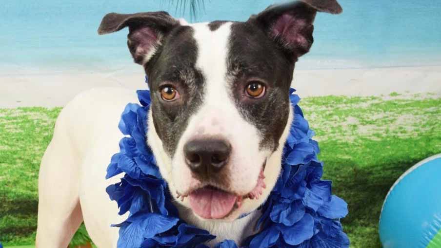 Meet Flash: He’s Available at Broward County Animal Care and Adoption