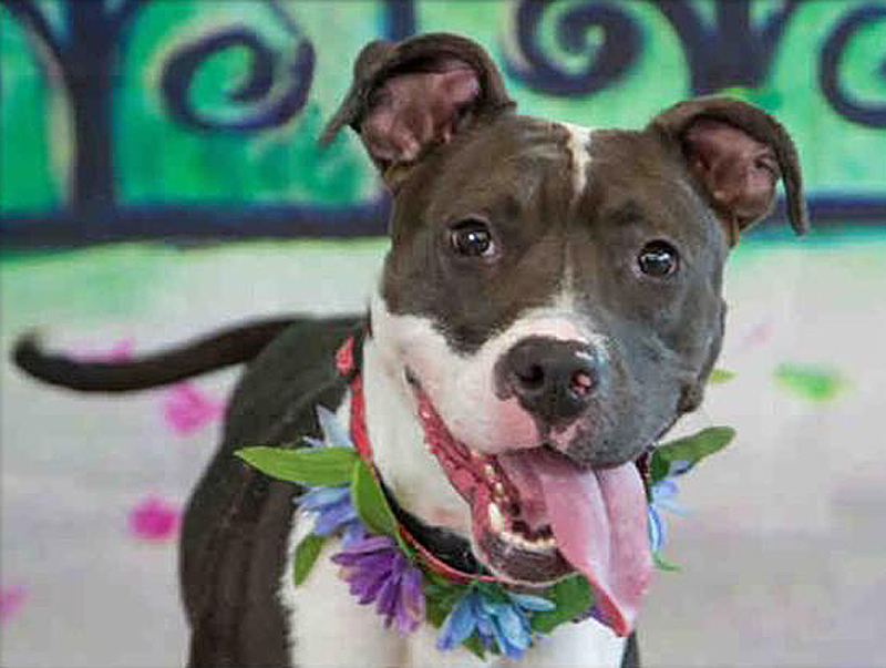 Meet Anura: She’s Available at Broward County Animal Care and Adoption 1