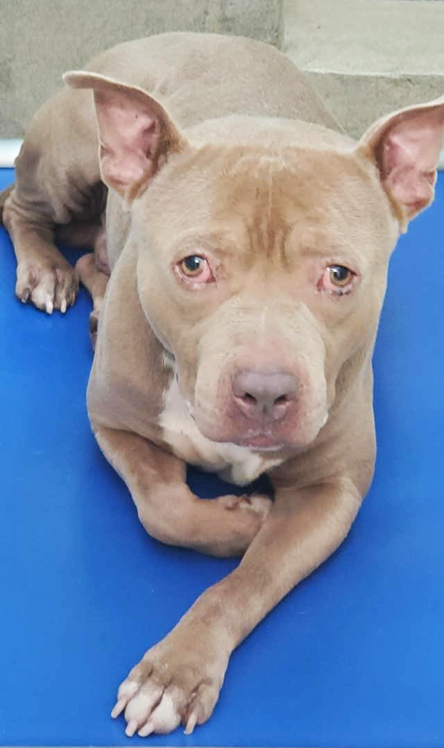 Meet Tank: He’s Available at Broward County Animal Care and Adoption 1