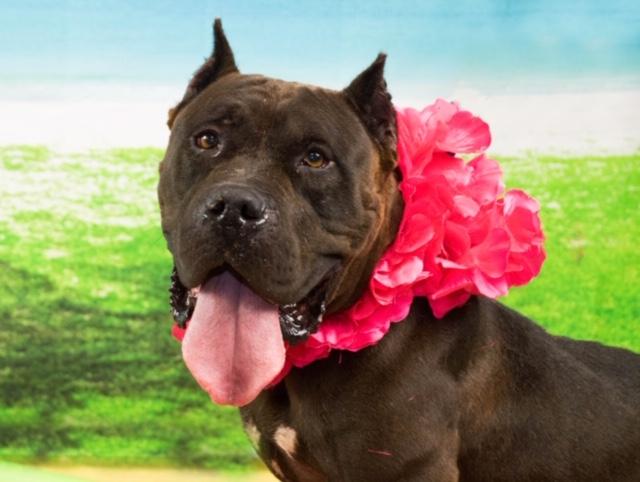 Meet Brienne: She’s Available at Broward County Animal Care and Adoption 1