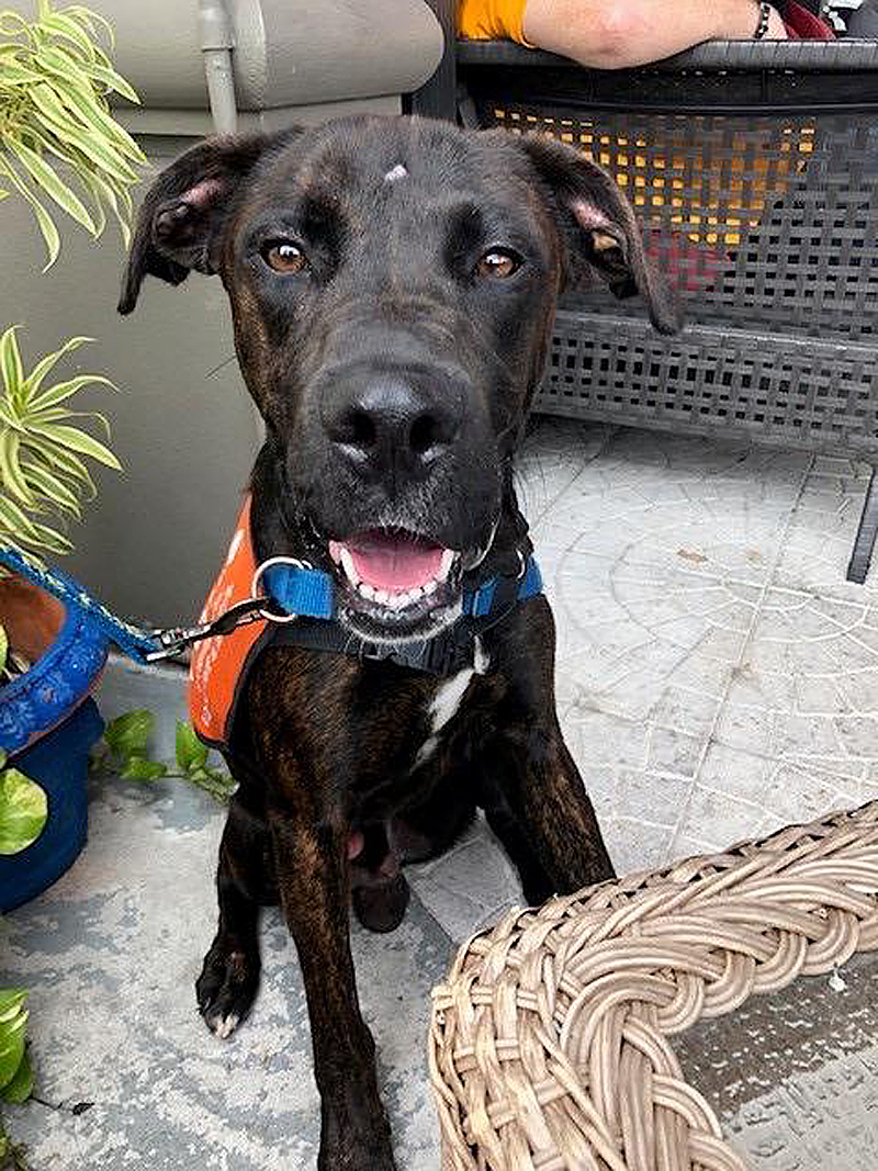 Meet Mace: This Playful Pup at Broward County Animal Care Needs a New Home 1
