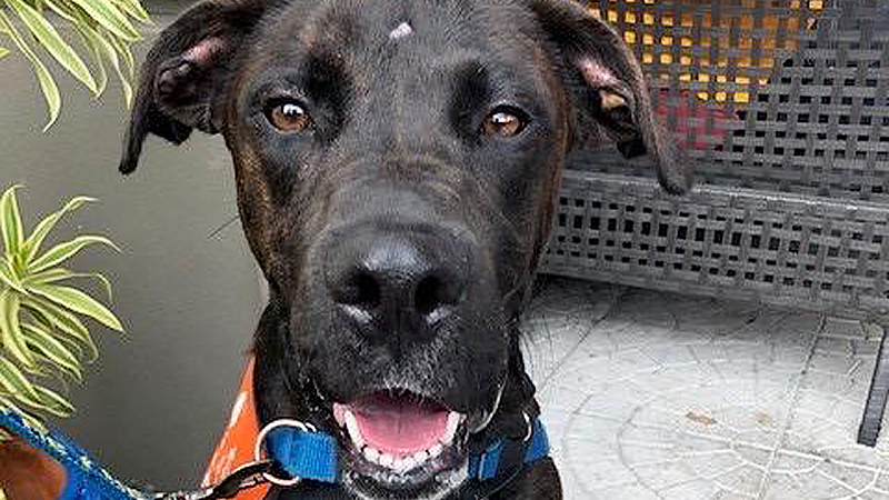 Meet Mace: This Playful Pup at Broward County Animal Care Needs a New Home