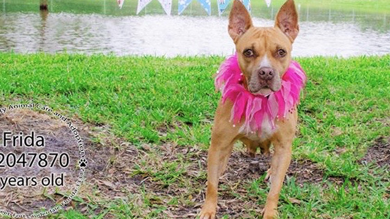 Frida is the Friendliest Girl at Broward County Animal Care Who Needs a Forever Home