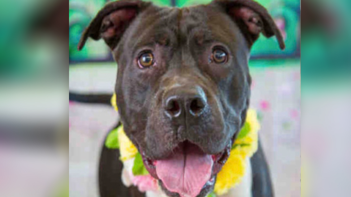 This Popular Boy at Broward County Animal Care Needs a Loving Family
