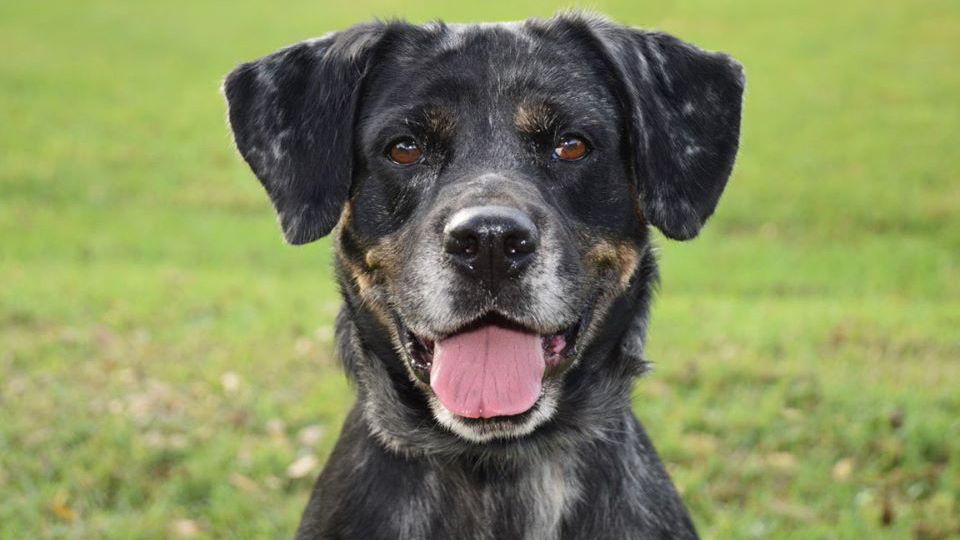 Elektra is Patiently  Waiting at Broward County Animal Care to Meet Her Forever Family