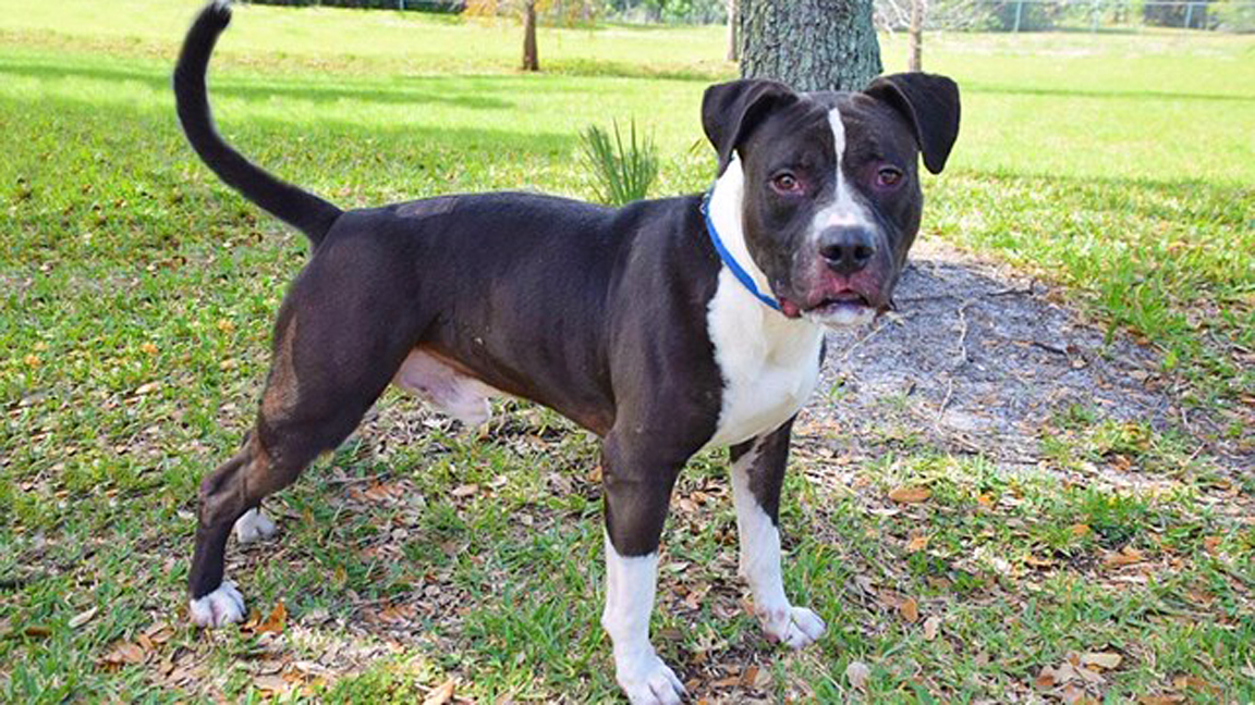 Dog from the Broward County Animal Care