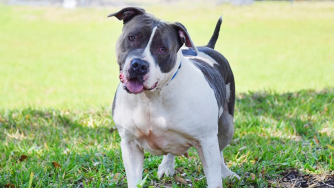 Meet Cookie: This Well-Mannered Lady is Waiting for You at Broward County Animal Care