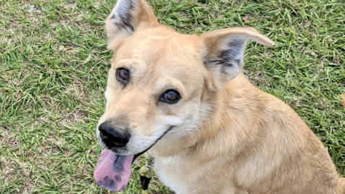 Tyler is a Ray of Sunshine and Can Be Adopted at Broward County Animal Care