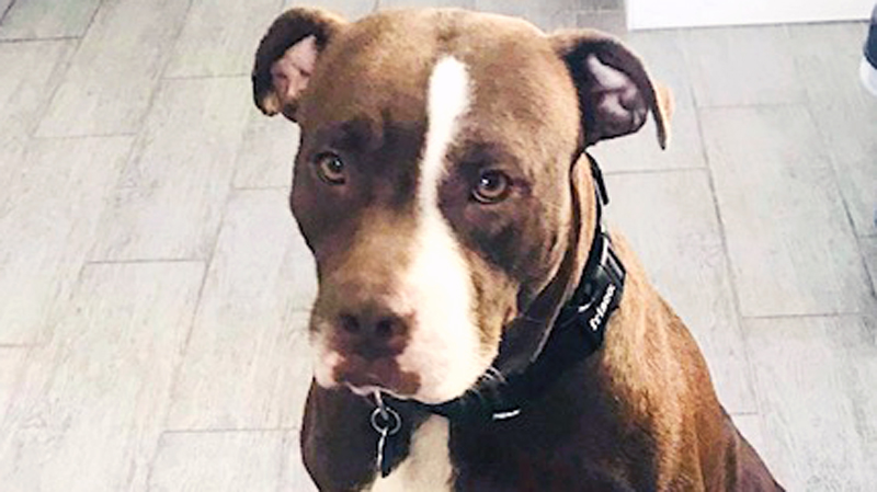 This Sweet Dog Needs a Foster Parent During the Stay-At-Home Order