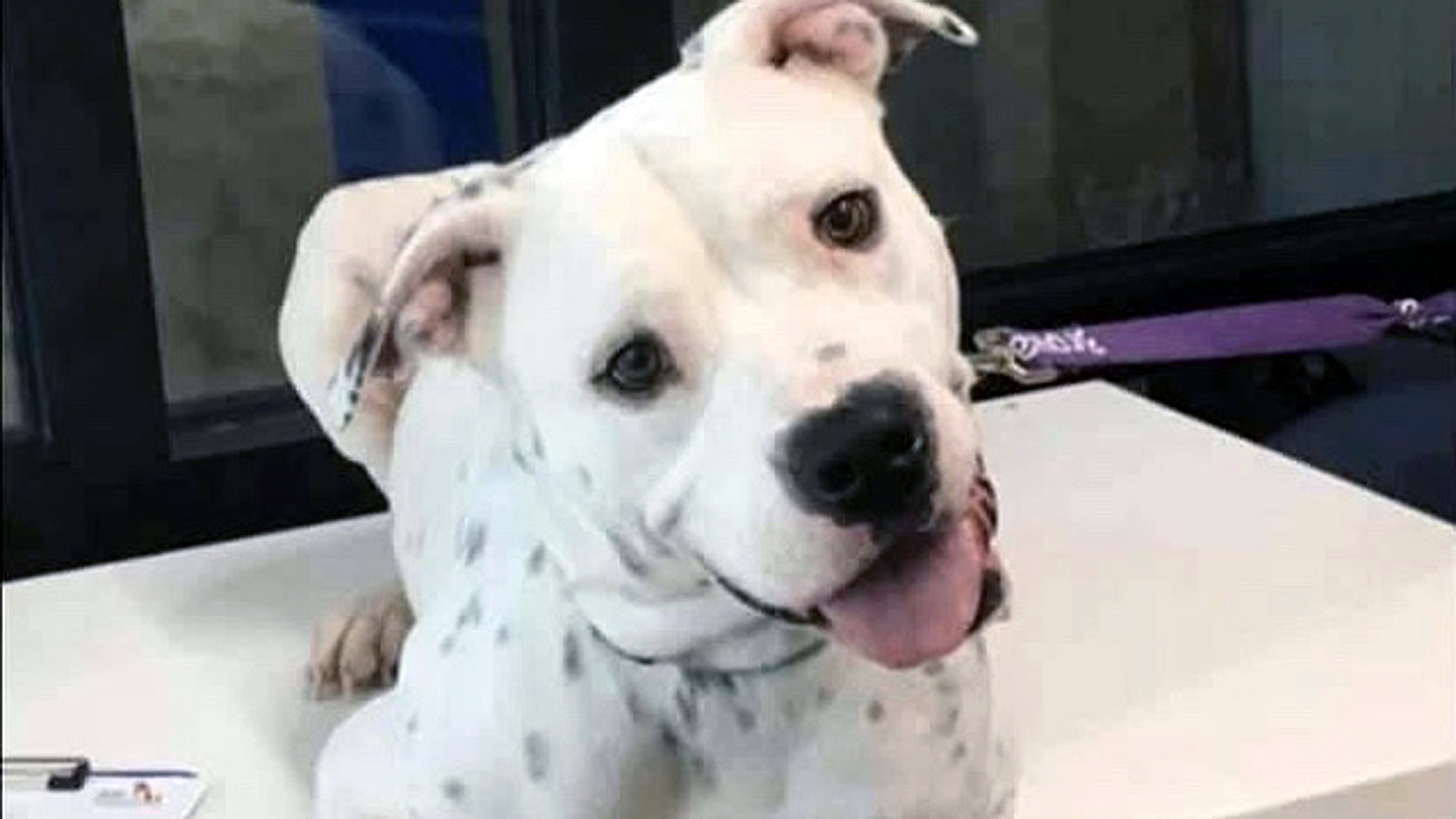Maui Needs a Forever Home After Owner Dies