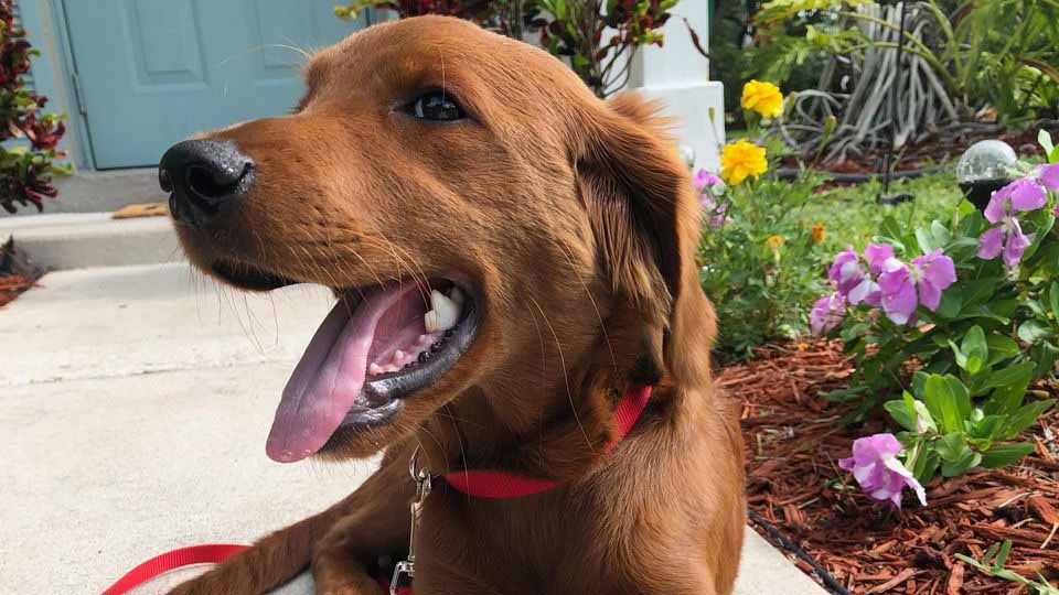 Owner ‘Blown Away’ by Support after Missing Puppy Returned Owner ‘Blown Away’ by Support after Missing Puppy Returned