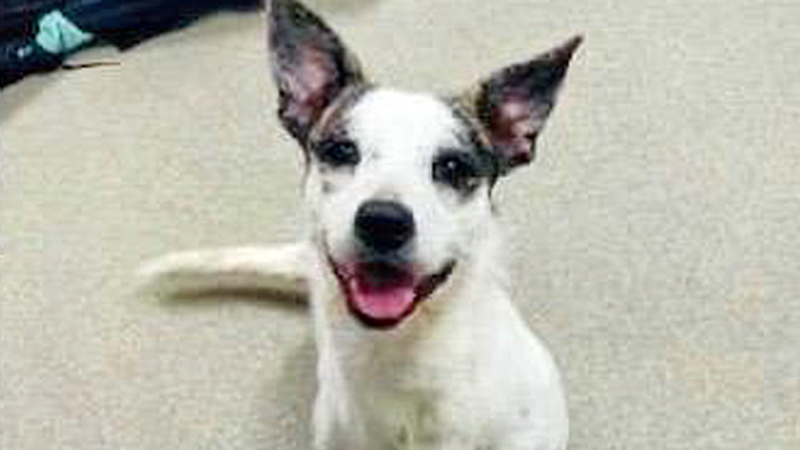 This Jack Russell Terrier Girl is Ready to Find her Forever Family 1