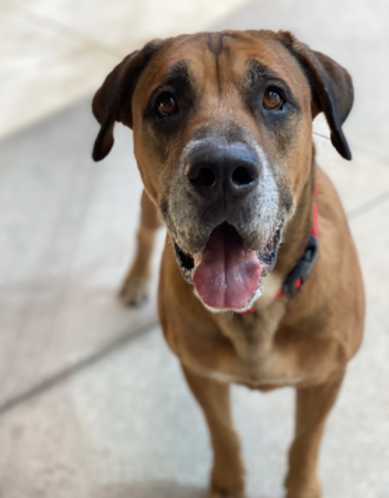 This Good Boy, Full of Fun and Smiles, is Looking for his Forever Family 1