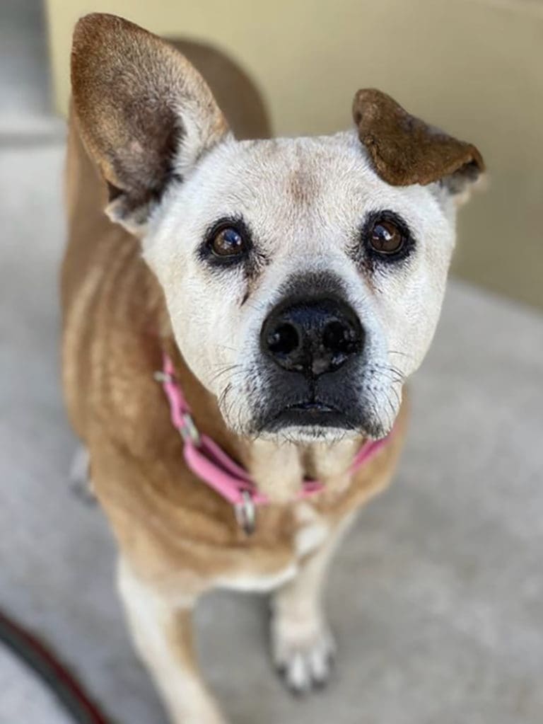 Columbus Recycling Schedule 2022