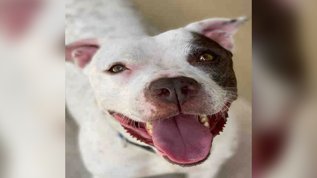 Blossom is a Vivacious and Playful Girl Available at Broward County Animal Care