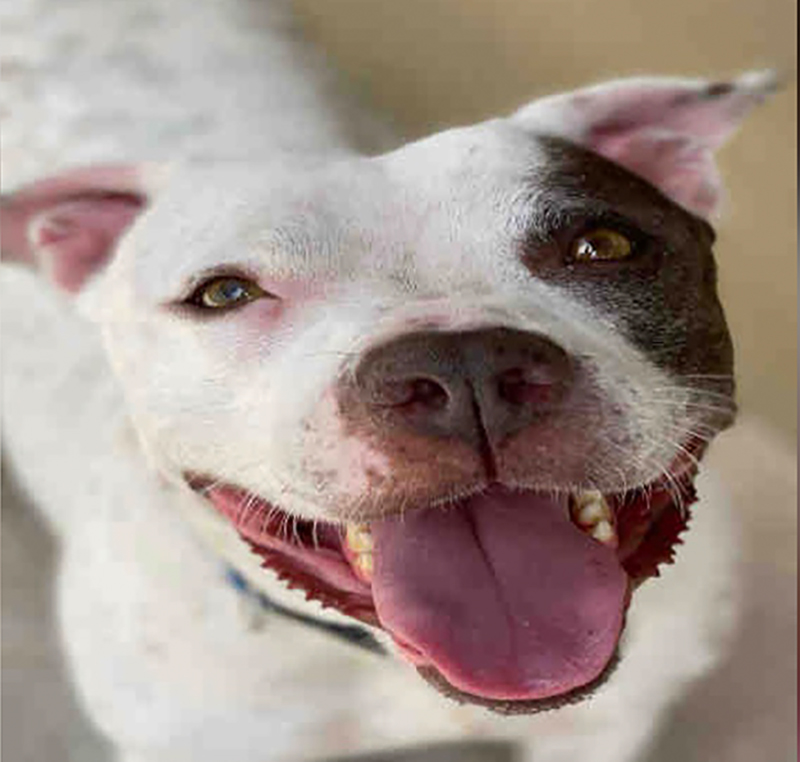 Blossom is a Vivacious and Playful Girl Available at Broward County Animal Care 1