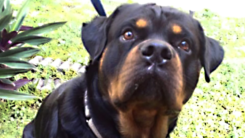 This Rottweiler is Looking for a Temporary or Forever Home
