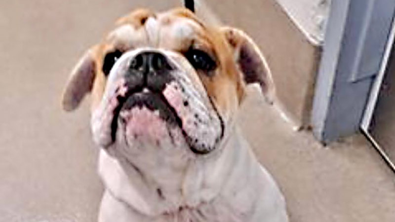 Ralph is a Young English Bulldog Abandoned by His Owner.