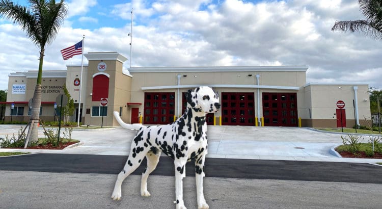 Can you Name that Dalmatian? 1 Lucky Tamarac Student Will Win Can you Name that Dalmatian? 1 Lucky Tamarac Student Will Win