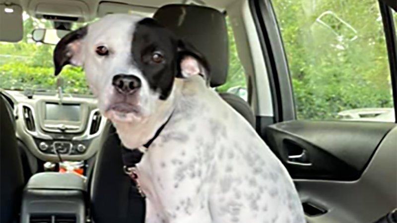 Taken to a Shelter When Her Parents Divorced, Rylee is Looking for a Forever Home