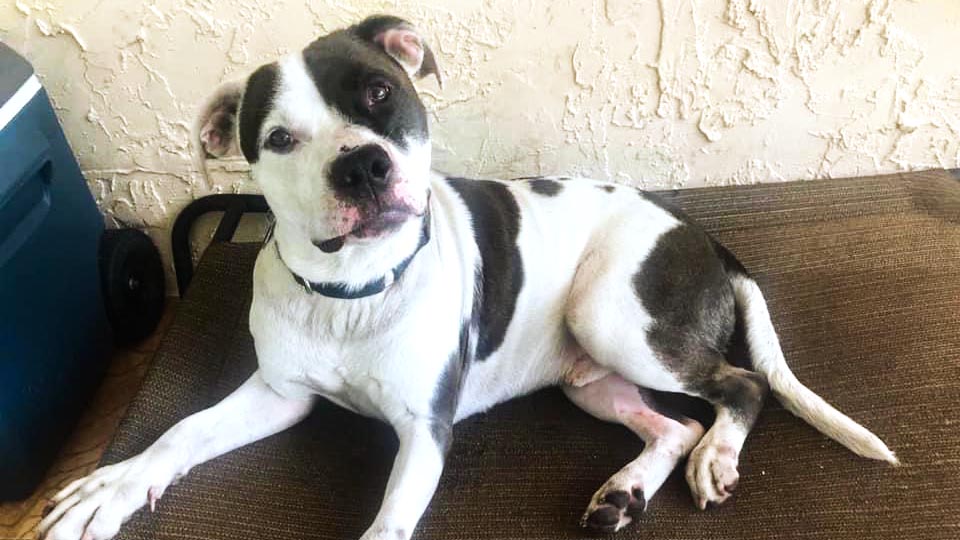 Adoption Alert: Patriot Was Abandoned At a Shelter, But is Ready for a Loving Home