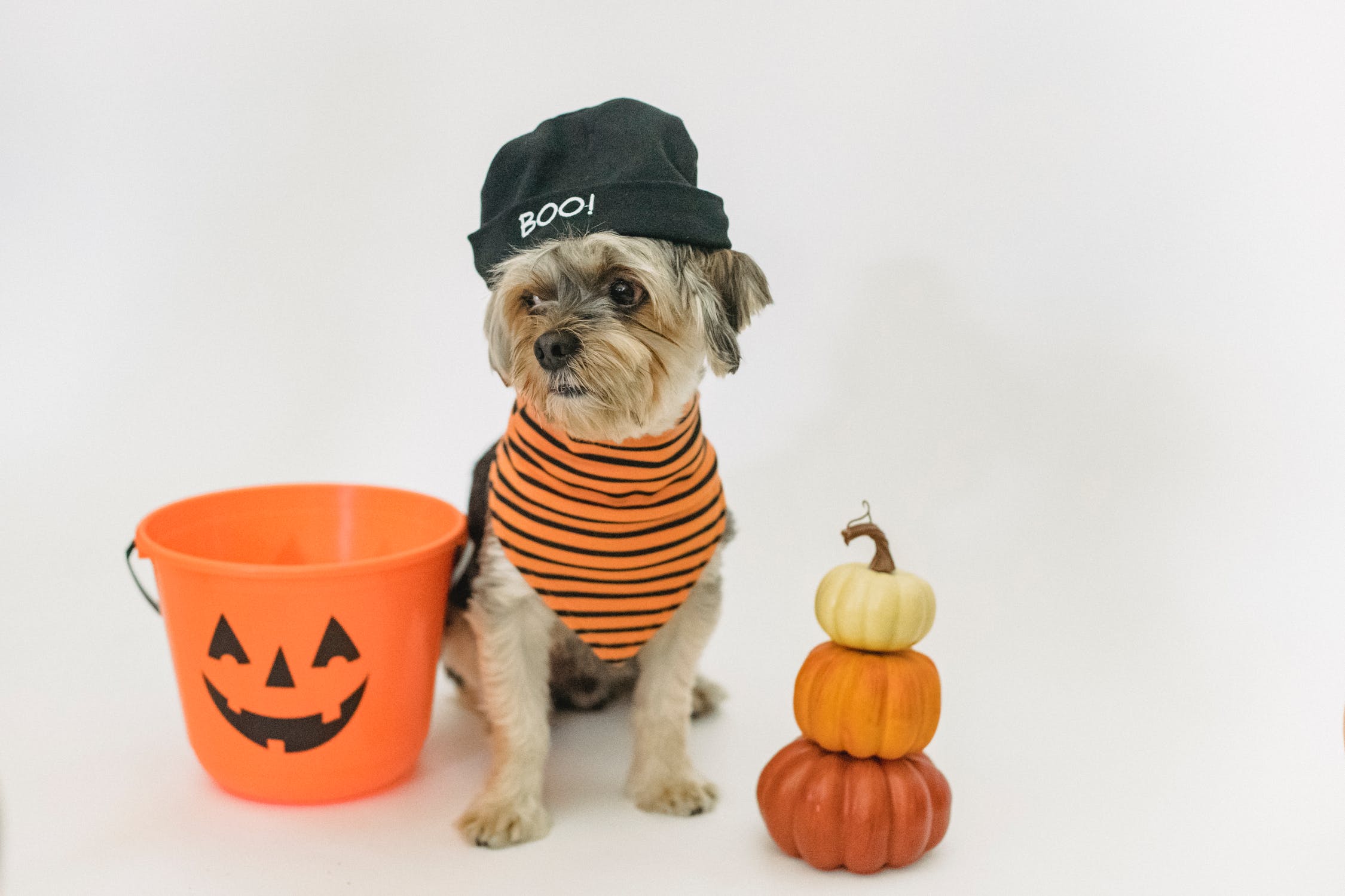 5 Ways to Keep Your Dog or Cat Safe This Halloween